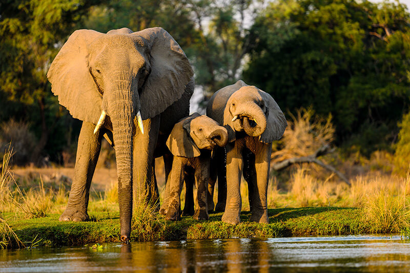 Spend a Perfect Weekend With Your Loved Ones at Jim Corbett, Uttarakhand