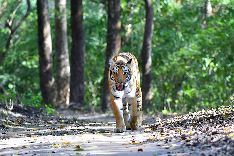 Celebrate Your Special Day at Jim Corbett National Park