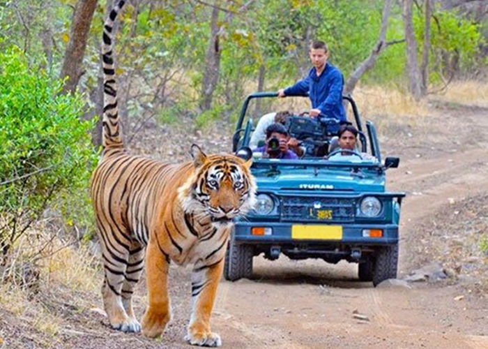 Safari Park Resort