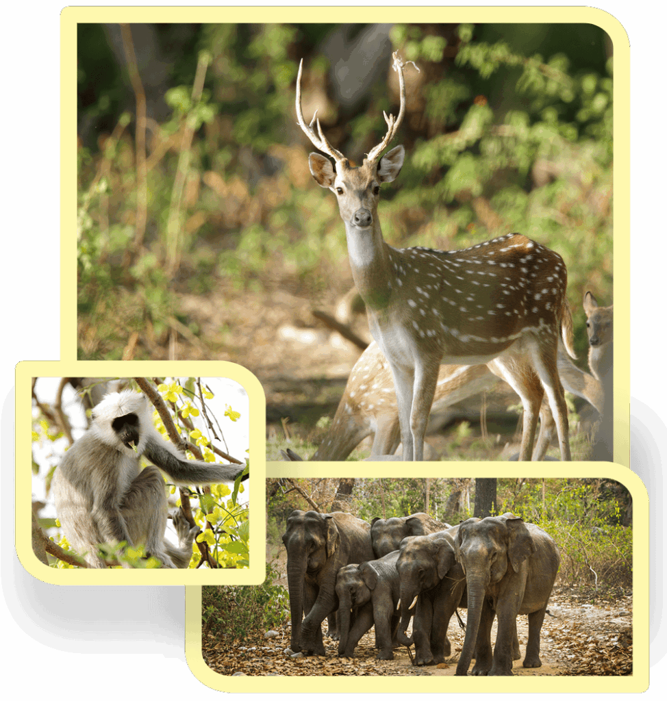 Bijrani Safari Zone