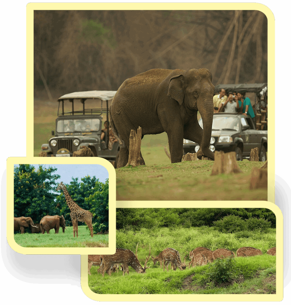 Jhirna Safari Zone