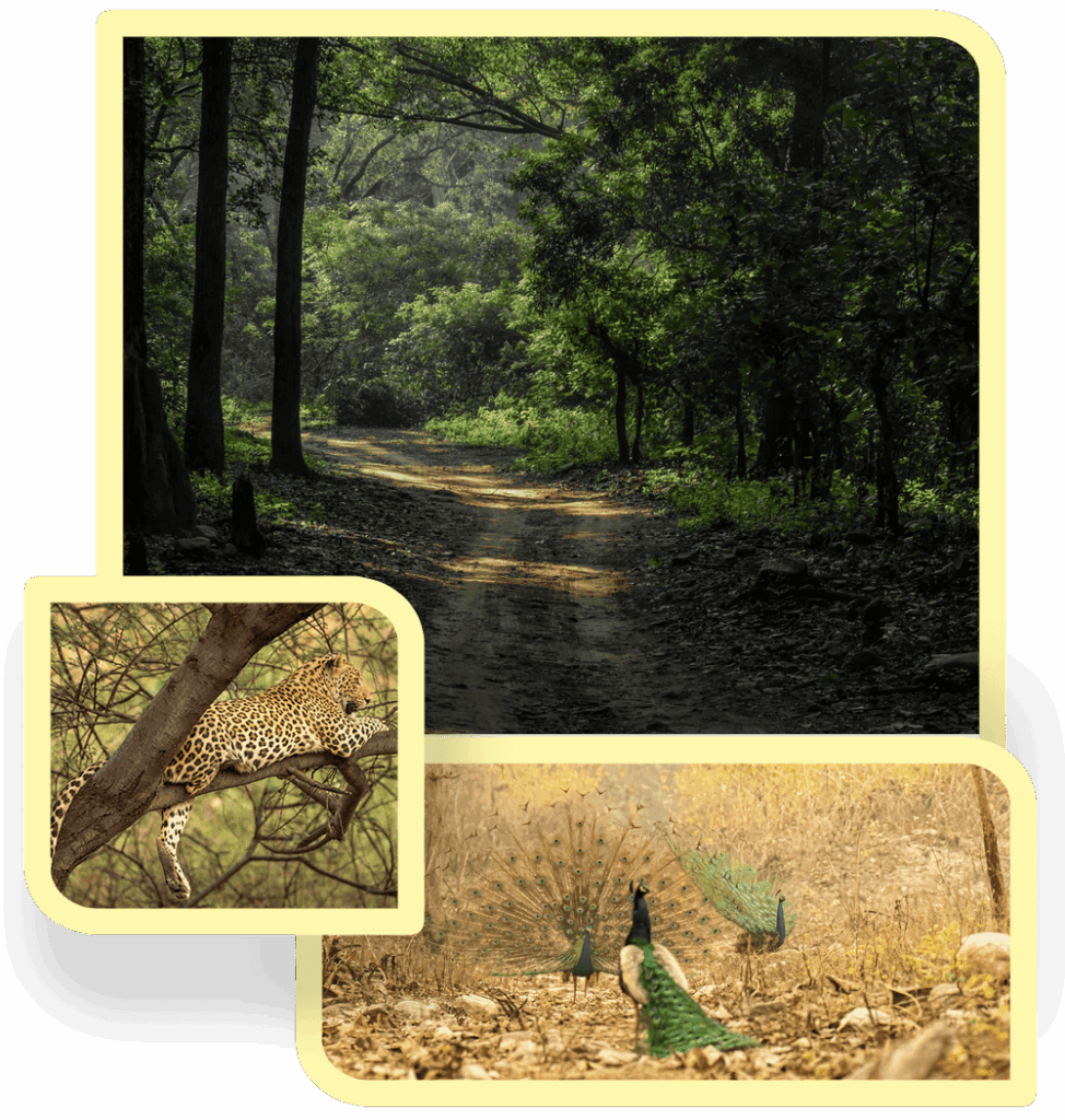 Sitabani Forest Zone