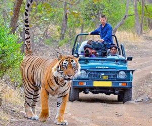 Safari Park Resort